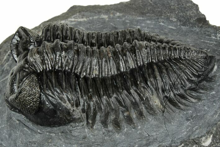 Detailed Coltraneia Trilobite Fossil - Huge Faceted Eyes #328572